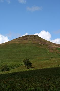 a lone tree on the side of a hill