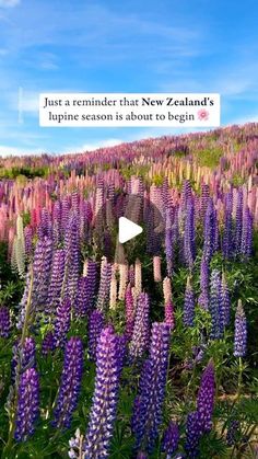 a field full of purple flowers with the caption just a reminder that new zealand's lupine season is about to begin