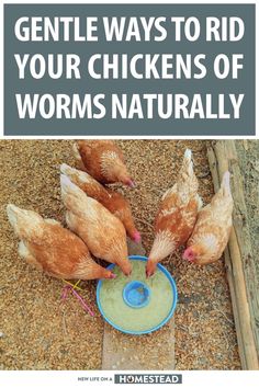 three chickens eating from a blue bowl with the words gentle ways to rid your chickens of worms naturally