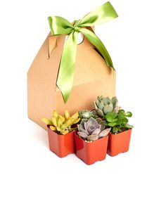 three succulents in small red pots with a green ribbon tied around the top