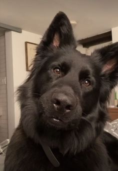 a large black dog laying on top of a bed with his tongue hanging out to the side