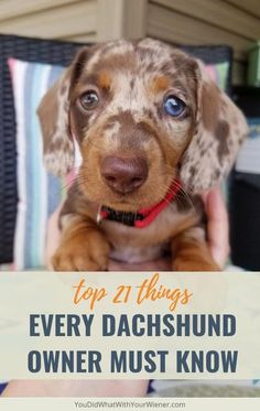 a brown dog with blue eyes is holding a sign that says top 21 things every dachshund owner must know