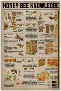 an old poster shows honeybees and bees in their natural habitat, with instructions on how to use them