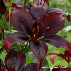 some very pretty dark colored flowers in the grass