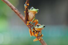 two frogs sitting on top of a tree branch