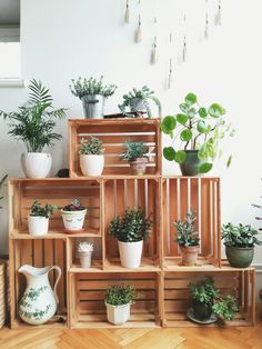 many houseplants are arranged on wooden crates in front of a white wall and wood floor