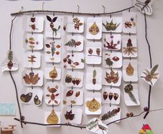 a bunch of plates that are hanging on a wall with plants and animals in them