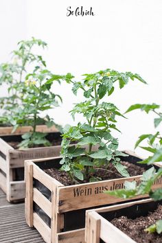 several wooden boxes filled with plants on top of a wooden floor next to a white wall