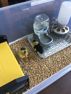 two small ducks in a cage next to a water dispenser