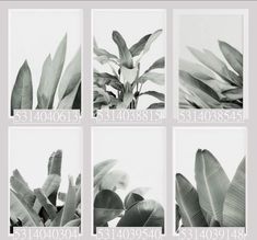 four different pictures of plants in black and white, each with the same number of leaves