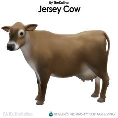 a brown cow standing on top of a white background with the words jersey cow below it