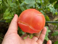 a hand is holding a tomato in the garden