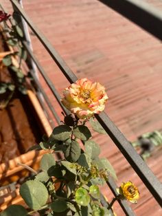 a yellow rose growing on the side of a metal railing