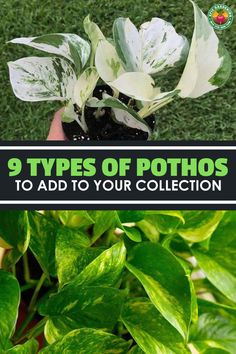 the 9 types of pothos to add to your collection