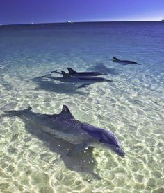 three dolphins swimming in the clear blue water