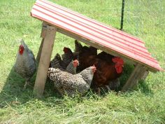 several chickens are standing under a small wooden structure in the grass near a chicken coop