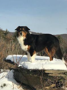 a dog standing on top of a snow covered rock in the middle of a field