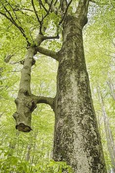 an old tree in the middle of a forest with lots of green leaves on it