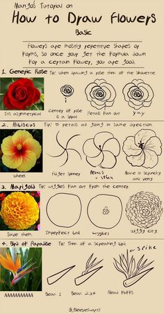 how to draw flowers for beginners with pictures on the page and instructions in english