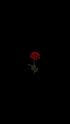 a single red rose sitting in the dark