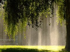 the sun is shining through the trees and water spouting from it's sides