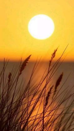 the sun is setting over the ocean with tall grass in foreground and water behind it