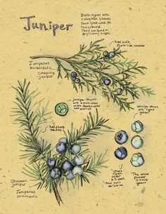 a drawing of the different types of pine needles and their names on it's surface