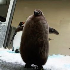 a penguin standing on its hind legs in an enclosure