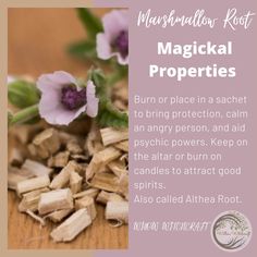 Marshmallow Root Witchcraft, Licorice Root Magical Properties, Licorice Root Witchcraft, Marshmallow Root Magical Properties, Marshmallow Herb, Witchy Plants, Marshmallow Plant, Spiritual Herbs