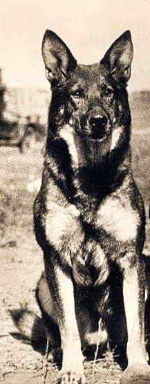 a black and white photo of a dog sitting on top of a dirt ground next to another dog