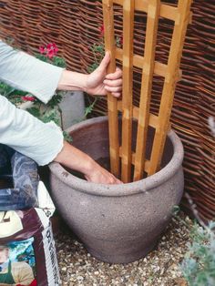 a person reaching into a large potted plant with wooden sticks sticking out of it