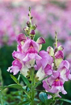 pink and white flowers are blooming in the field