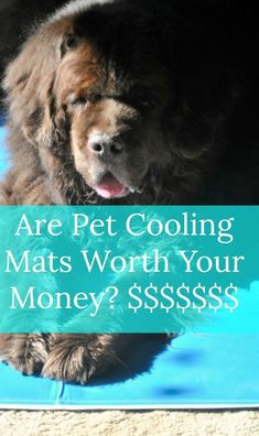 a large brown dog sitting on top of a blue mat with the words are pet cooling mats worth your money?