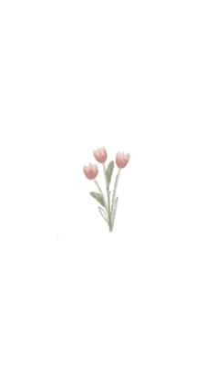 three pink flowers on a white background