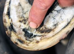 a hand touching an animal's fur on top of a black and white object