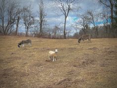 two sheep grazing in a field with trees