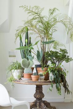 a table topped with potted plants on top of a wooden table next to a white chair