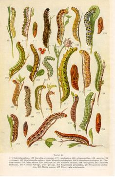 an old book page shows different types of caterpillars