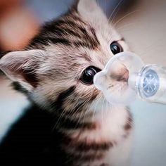 a kitten drinking from a water bottle with it's head in the air and eyes open