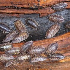 the termite bugs are crawling on wood