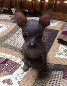 a small hairless dog sitting on top of a bed