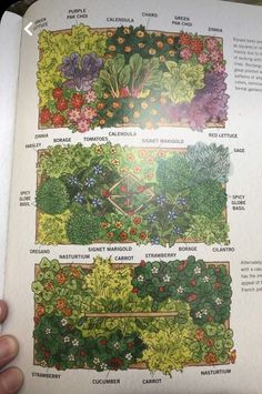 an open book showing different types of plants