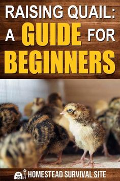 a guide for beginners to raising quails and keeping them safe from predators