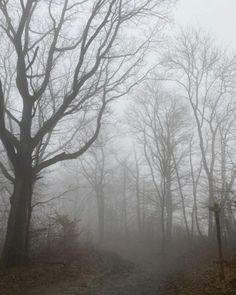 a foggy path in the woods with trees on either side and one person walking down it