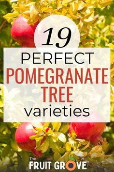 pomegranate tree with text overlay that reads 19 perfect pomegranate tree varieties