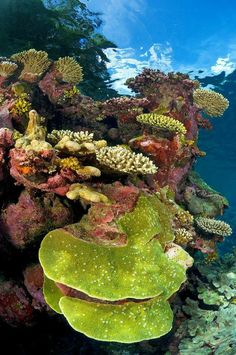 an underwater view of colorful corals and spongeweed on the ocean floor with blue skies in the background