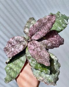 a person's hand holding a purple and green plant