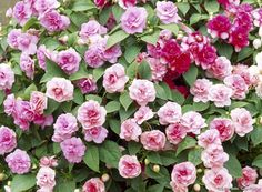 pink and red flowers blooming in the garden