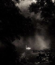 a black and white photo of a swan swimming in the water with trees around it