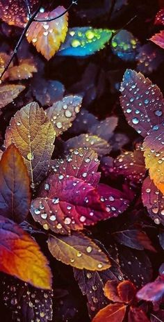 colorful leaves with drops of water on them